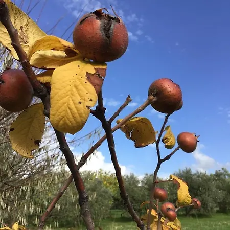 Ferienhaus Pervolaris 2