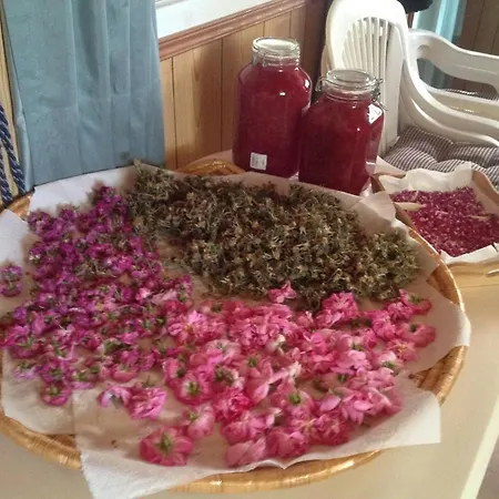 Pervolaris 2 * Goudhi