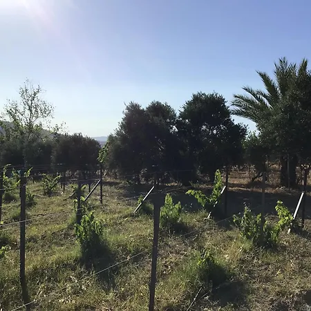 Pervolaris 2 * Goudhi